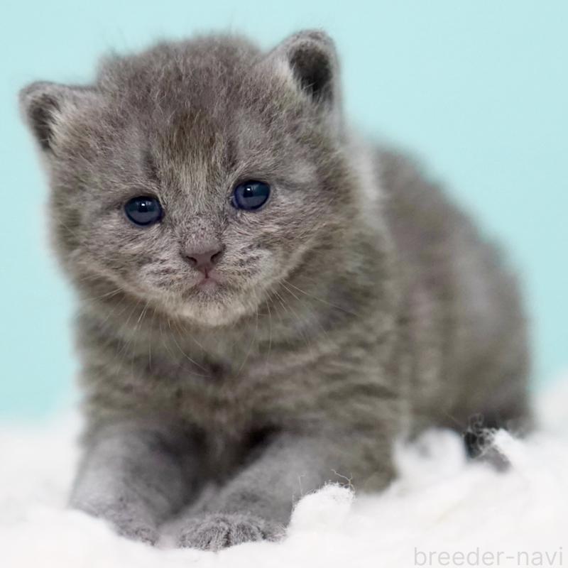 販売中の東京都のサイベリアン-134297の13枚目