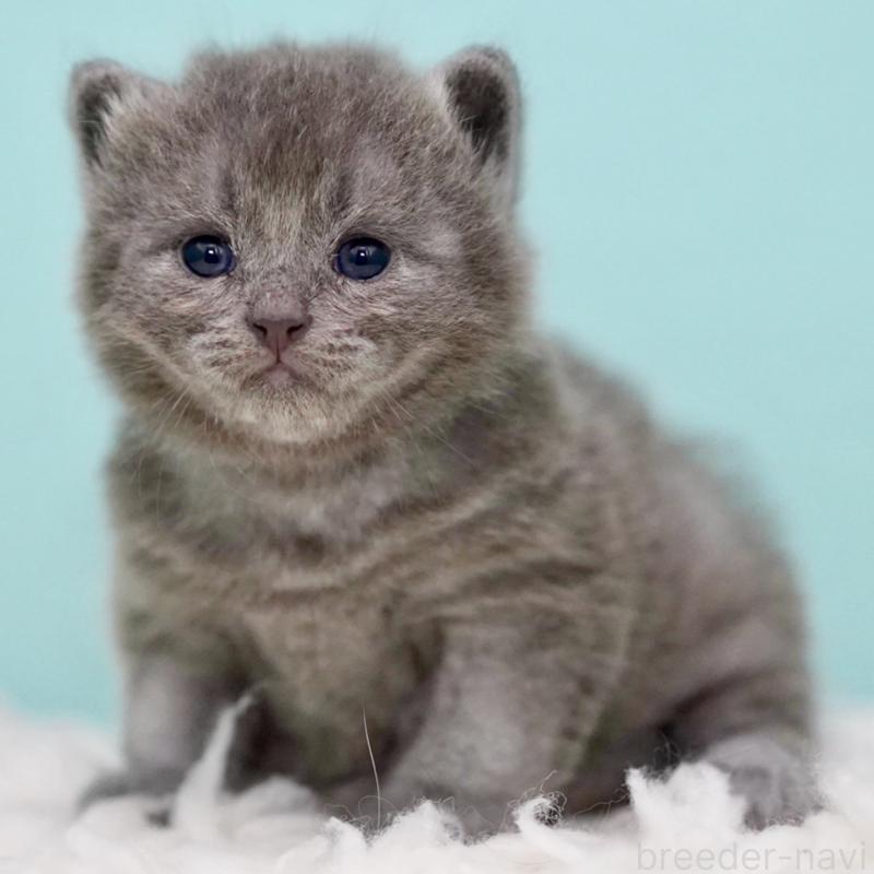 販売中の東京都のサイベリアン-134297の12枚目