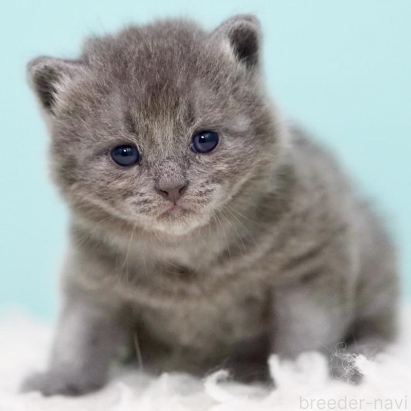 販売中の東京都のサイベリアン-134297の11枚目