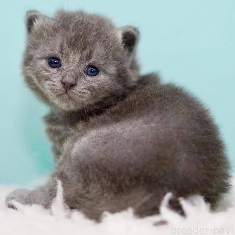 販売中の東京都のサイベリアン-134297の10枚目