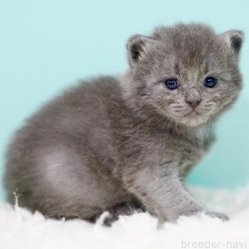 販売中の東京都のサイベリアン-134297の9枚目