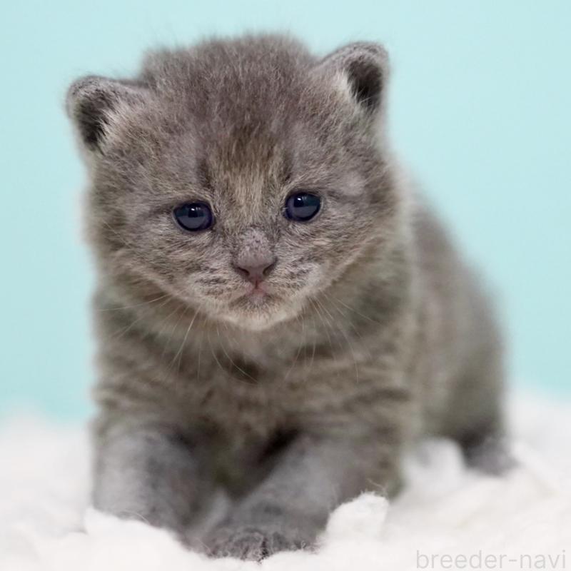 販売中の東京都のサイベリアン-134297の7枚目