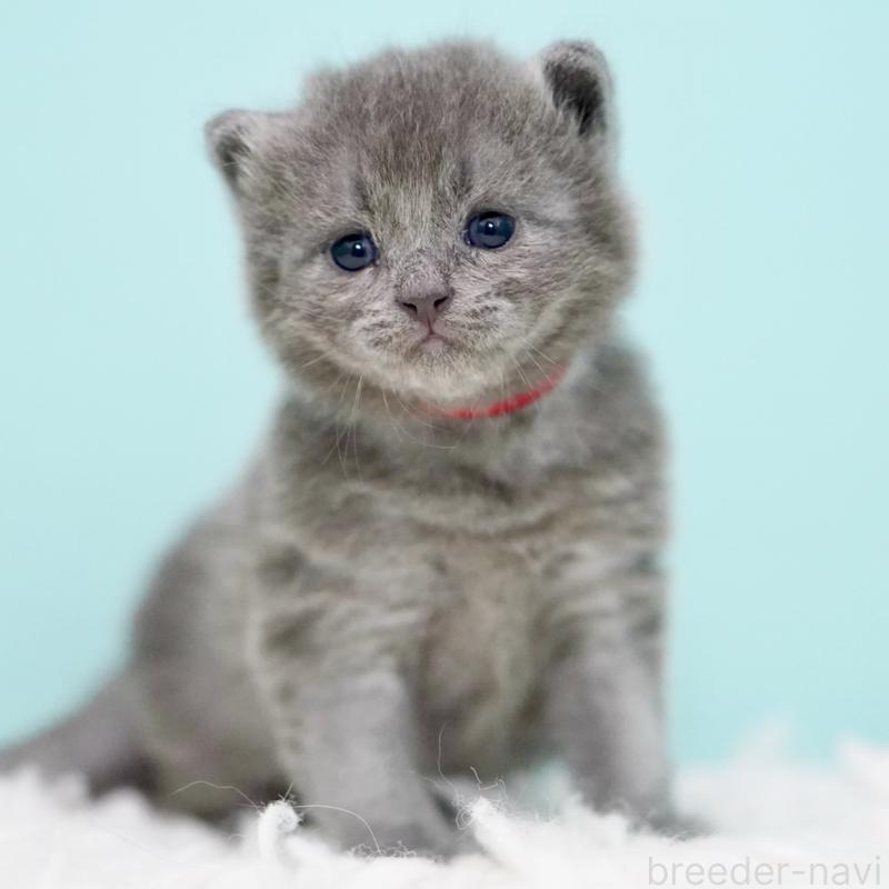 販売中の東京都のサイベリアン-134297の6枚目