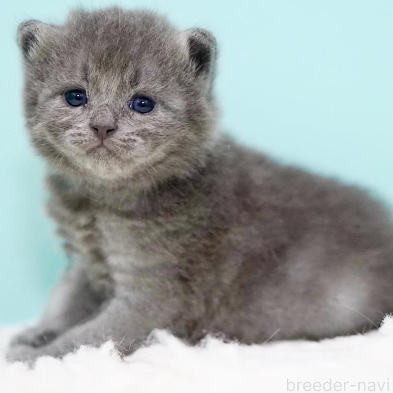 販売中の東京都のサイベリアン-134297の5枚目