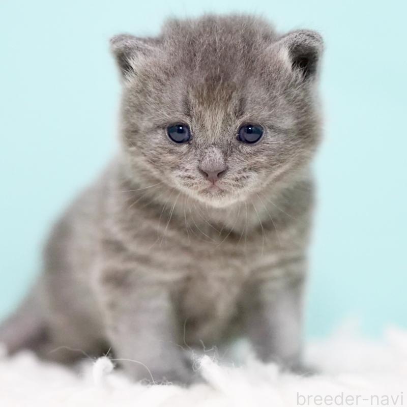 販売中の東京都のサイベリアン-134297の4枚目