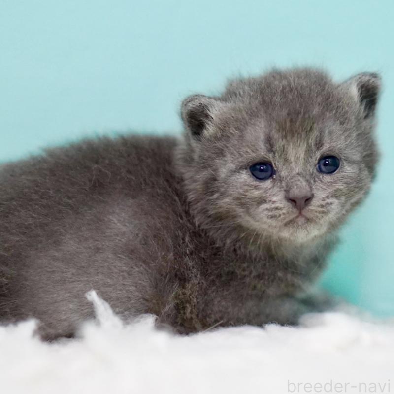 販売中の東京都のサイベリアン-134297の3枚目