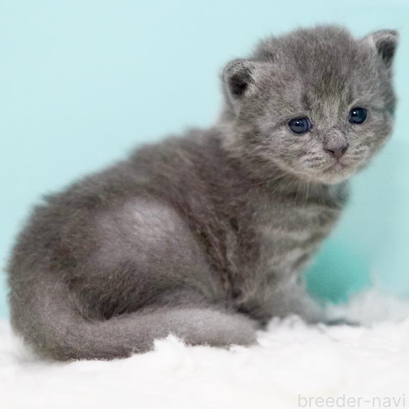 販売中の東京都のサイベリアン-134297の2枚目