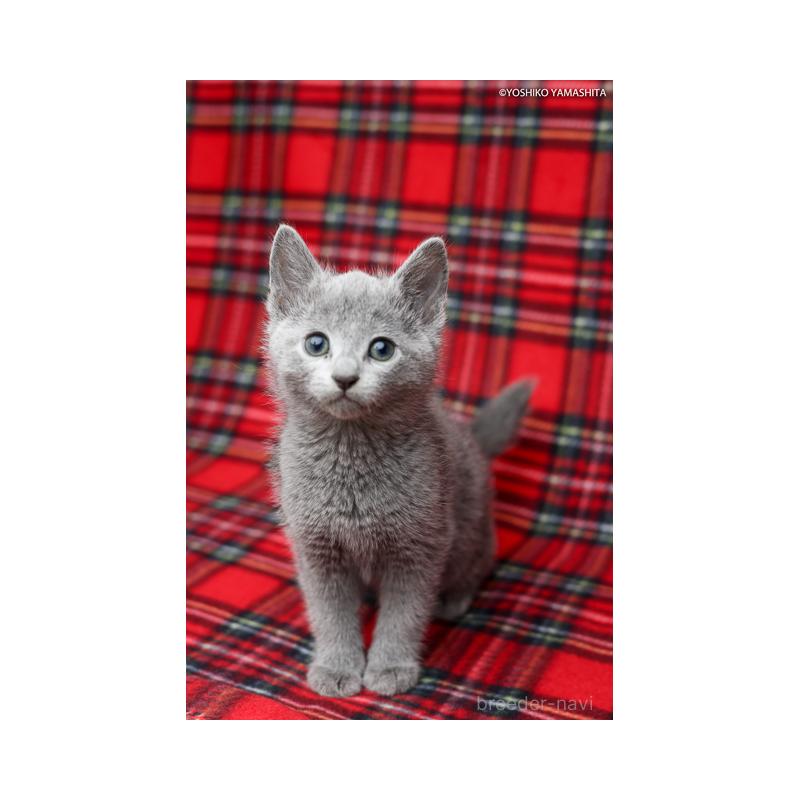 販売中の神奈川県のロシアンブルー-134304の6枚目