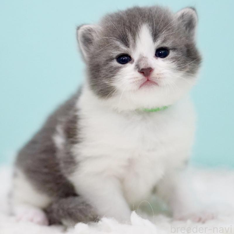 販売中の東京都のサイベリアン-134299