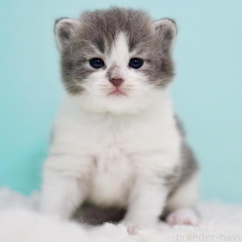 販売中の東京都のサイベリアン-134299の14枚目