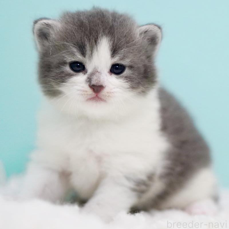 販売中の東京都のサイベリアン-134299の13枚目