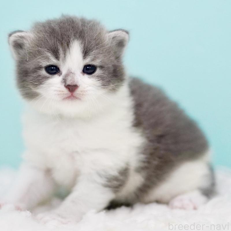 販売中の東京都のサイベリアン-134299の12枚目