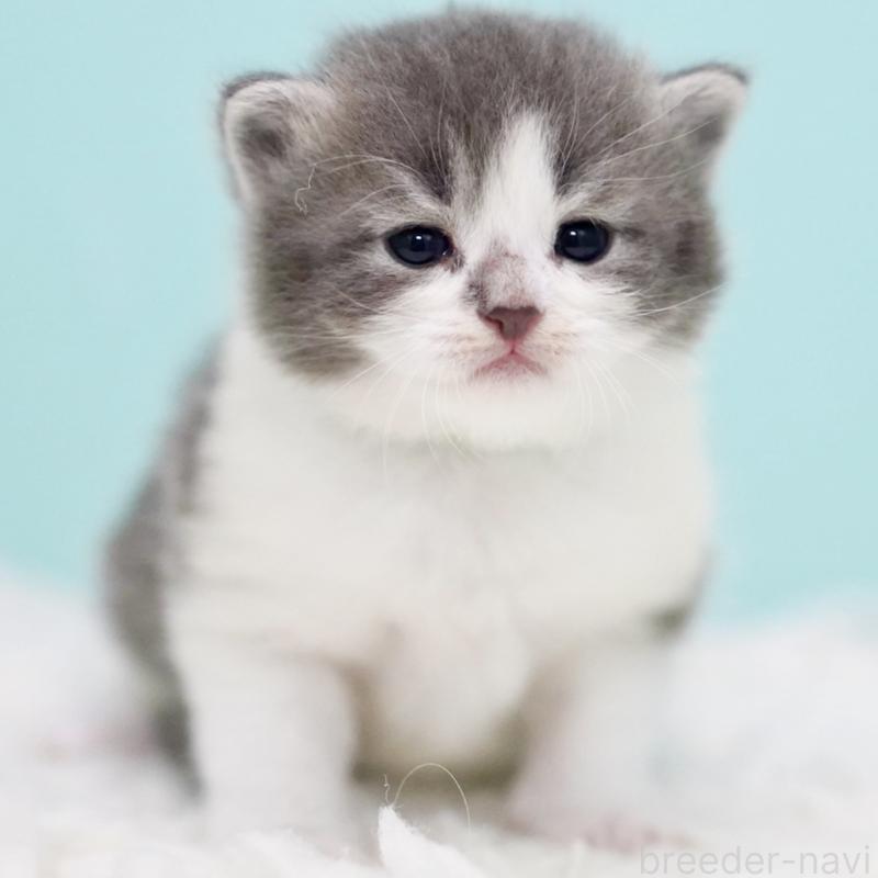 販売中の東京都のサイベリアン-134299の11枚目