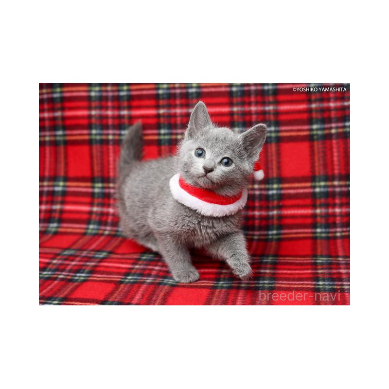 販売中の神奈川県のロシアンブルー-134304の1枚目