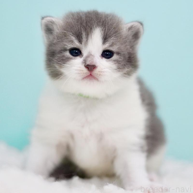 販売中の東京都のサイベリアン-134299の10枚目