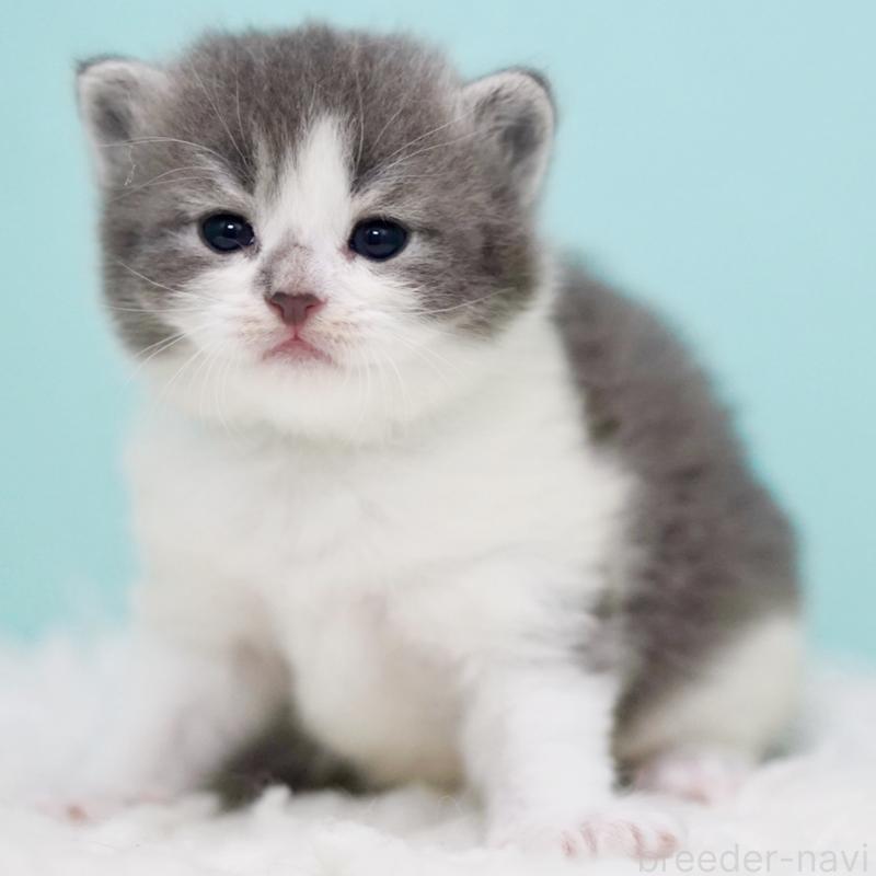 販売中の東京都のサイベリアン-134299の9枚目