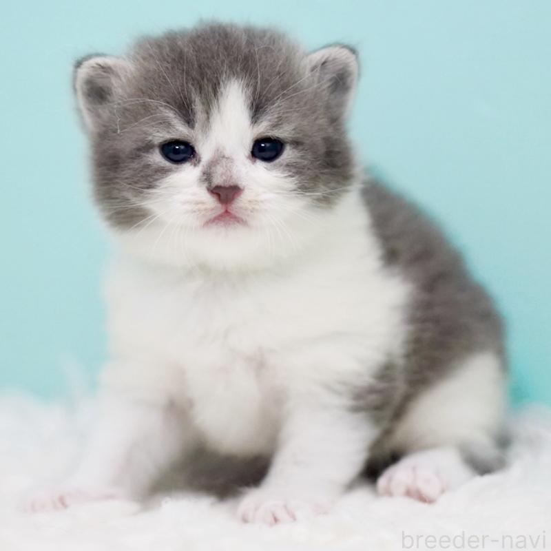 販売中の東京都のサイベリアン-134299の7枚目