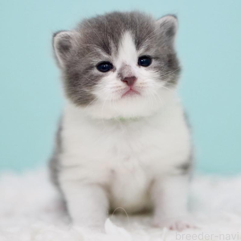 販売中の東京都のサイベリアン-134299の6枚目