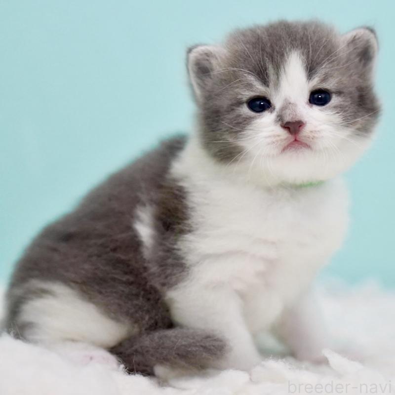 販売中の東京都のサイベリアン-134299の4枚目