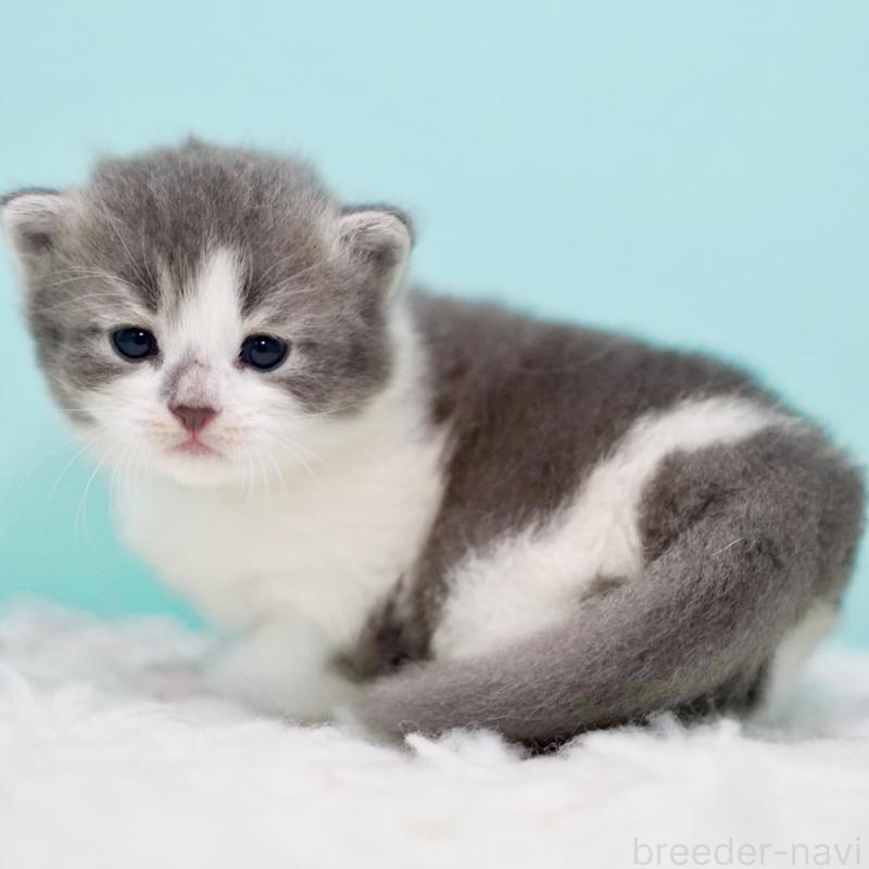 販売中の東京都のサイベリアン-134299の2枚目