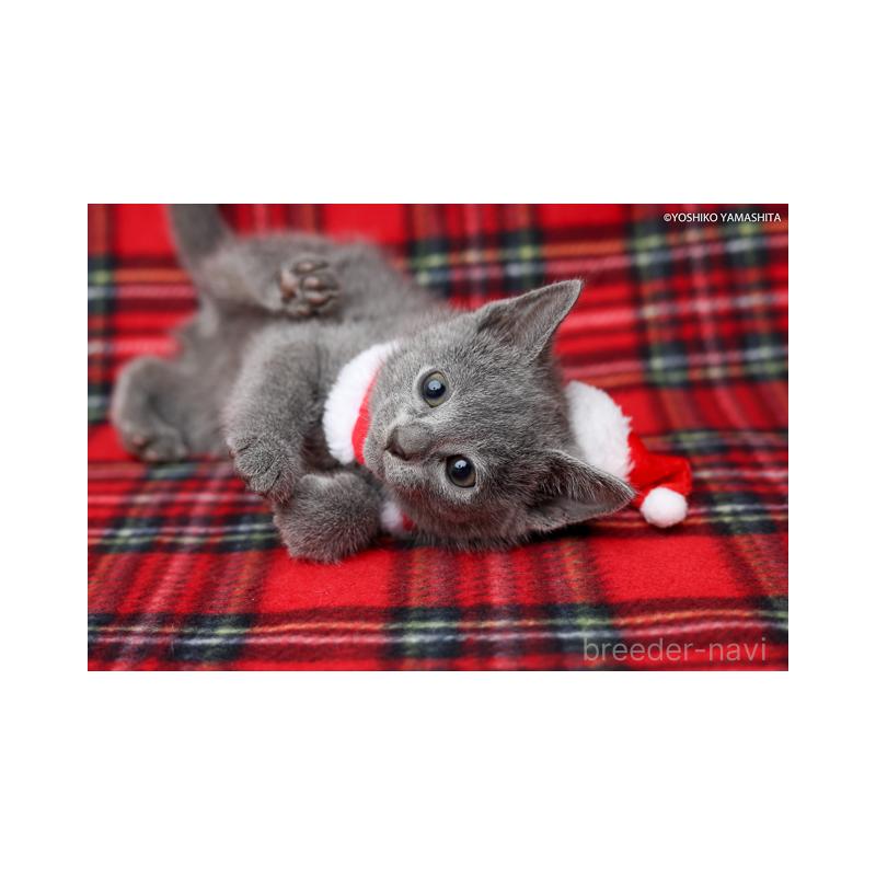 販売中の神奈川県のロシアンブルー-134304の5枚目