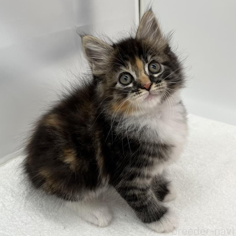 販売中の愛知県のメインクーン-134298の4枚目