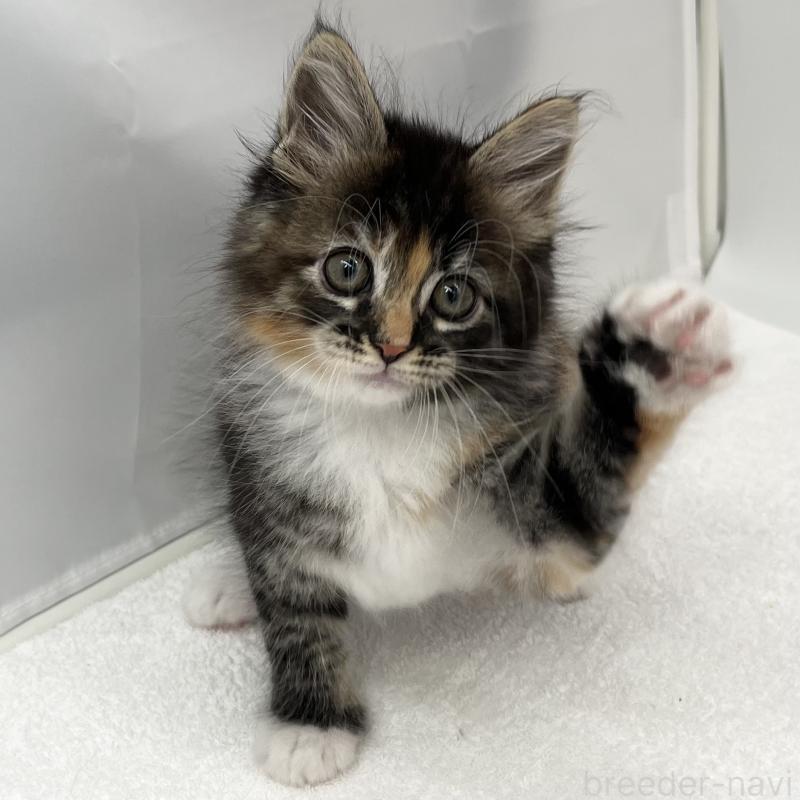 販売中の愛知県のメインクーン-134298の2枚目