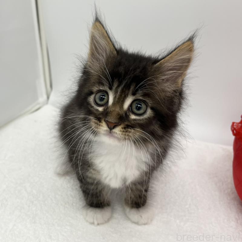 販売中の愛知県のメインクーン-134300の4枚目