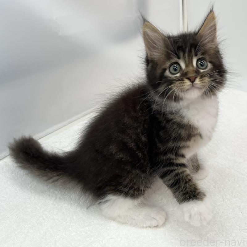 販売中の愛知県のメインクーン-134300の1枚目