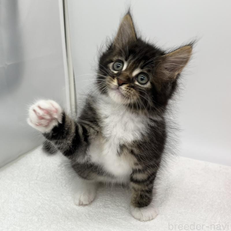 販売中の愛知県のメインクーン-134300の2枚目