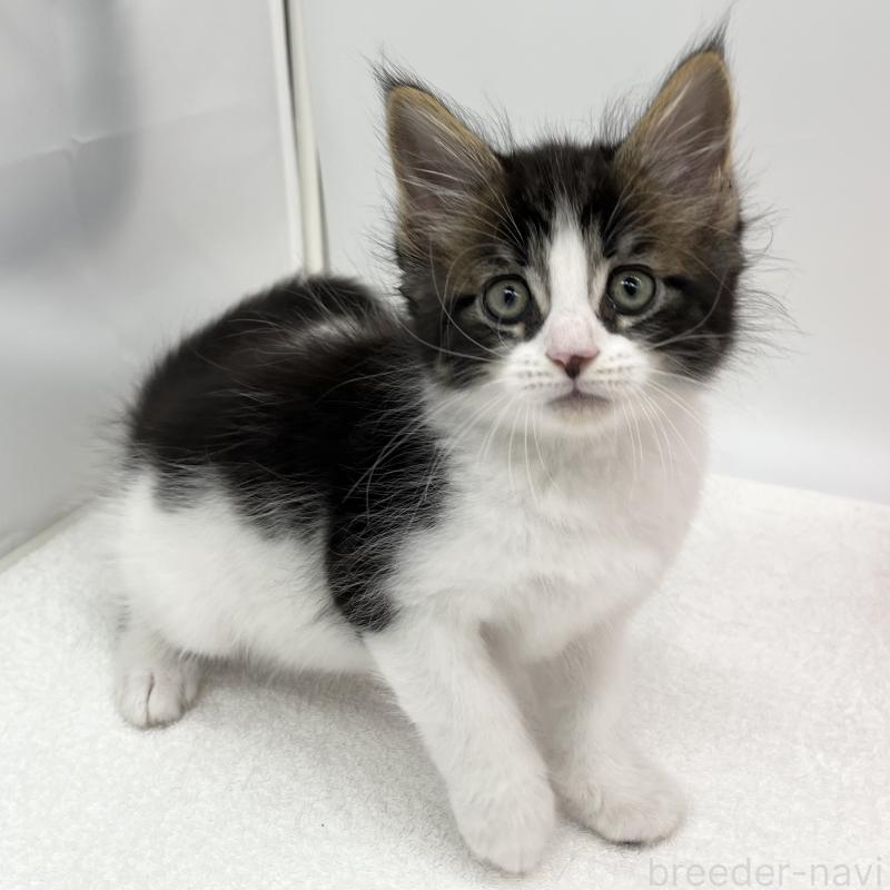 販売中の愛知県のメインクーン-134301の5枚目