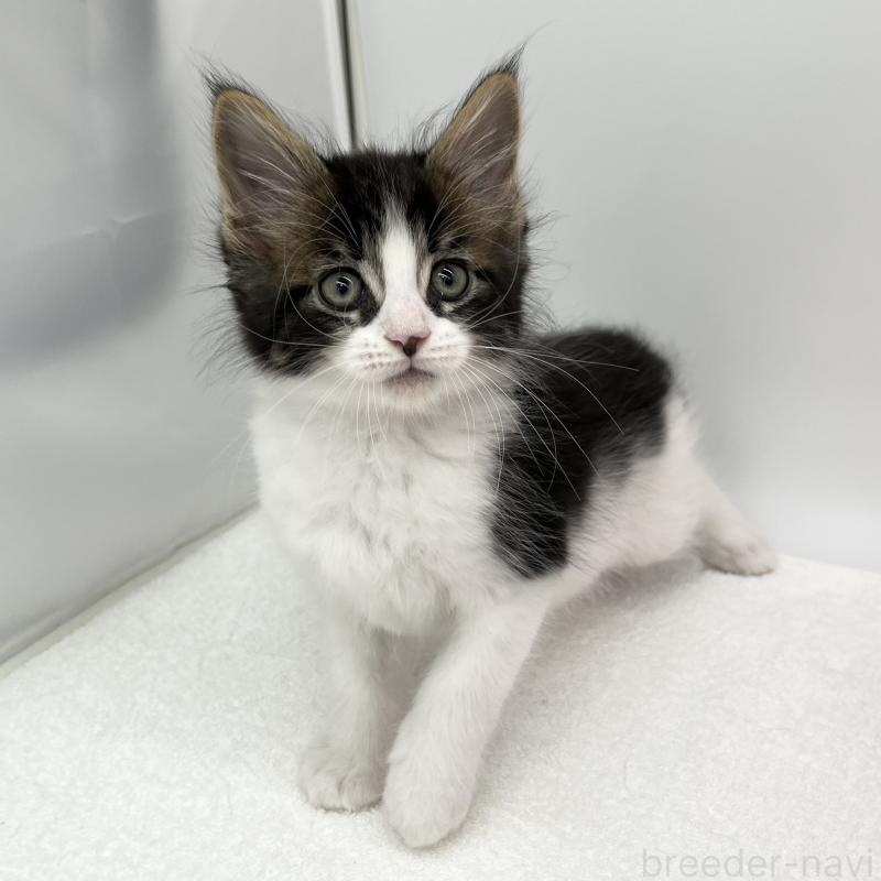 販売中の愛知県のメインクーン-134301の4枚目