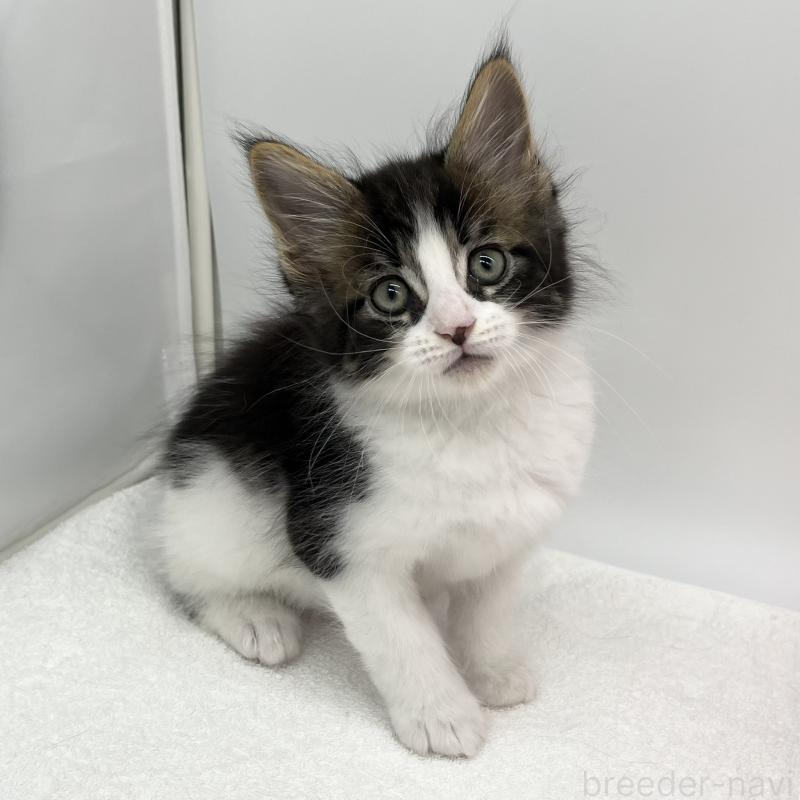 販売中の愛知県のメインクーン-134301の1枚目