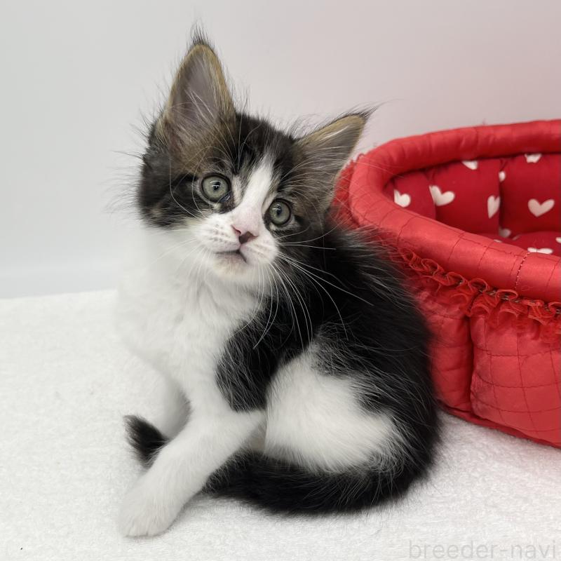 販売中の愛知県のメインクーン-134301の3枚目