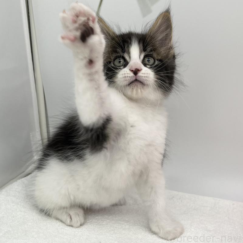 販売中の愛知県のメインクーン-134301の2枚目