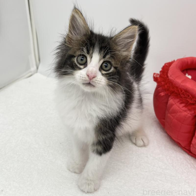 販売中の愛知県のメインクーン-134302の5枚目