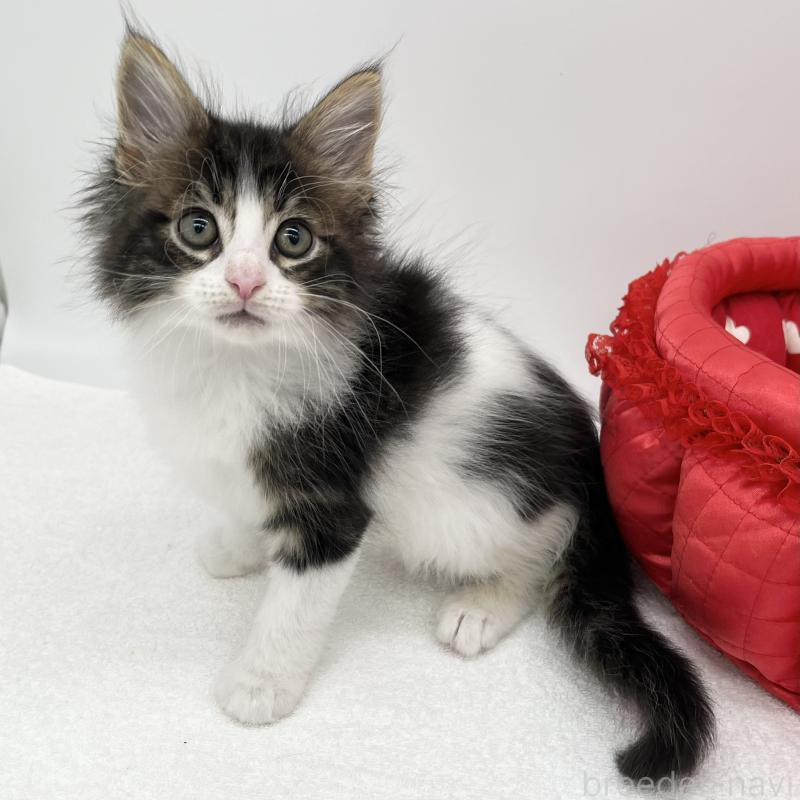 販売中の愛知県のメインクーン-134302の1枚目