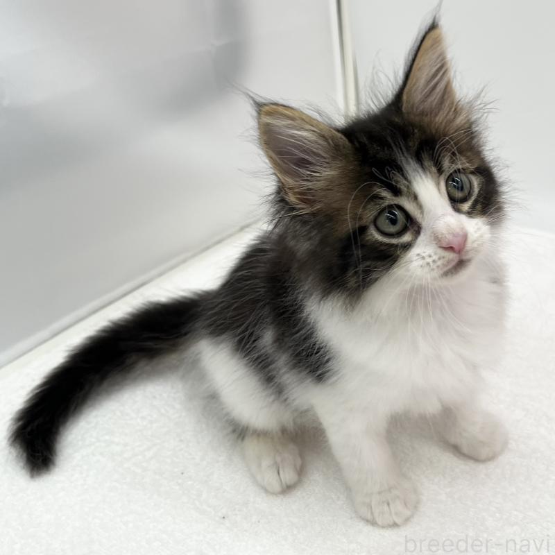 販売中の愛知県のメインクーン-134302の3枚目