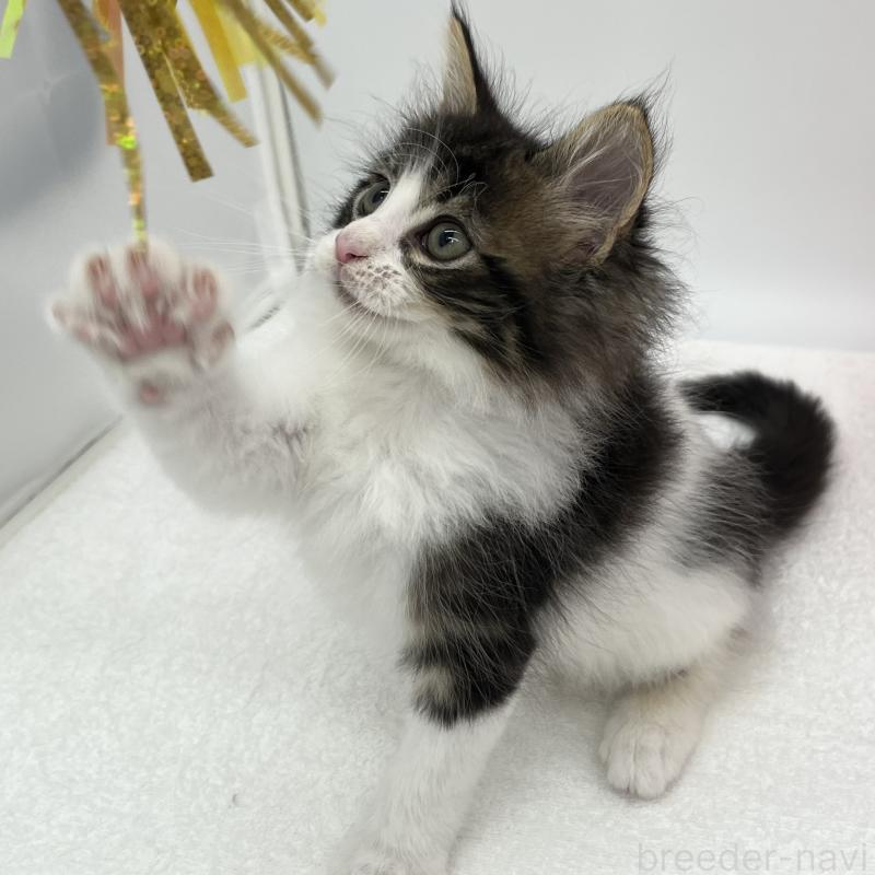 販売中の愛知県のメインクーン-134302の2枚目