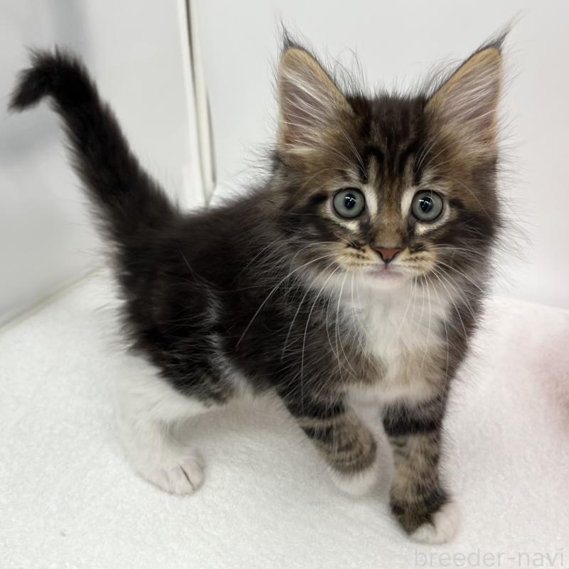 販売中の愛知県のメインクーン-134303の5枚目