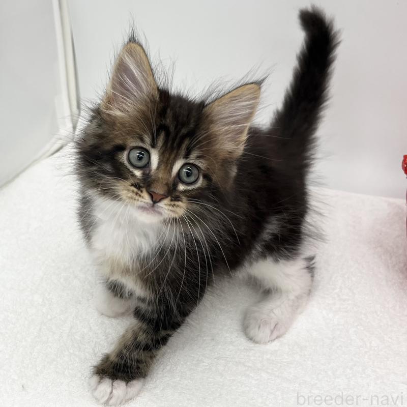 販売中の愛知県のメインクーン-134303の1枚目