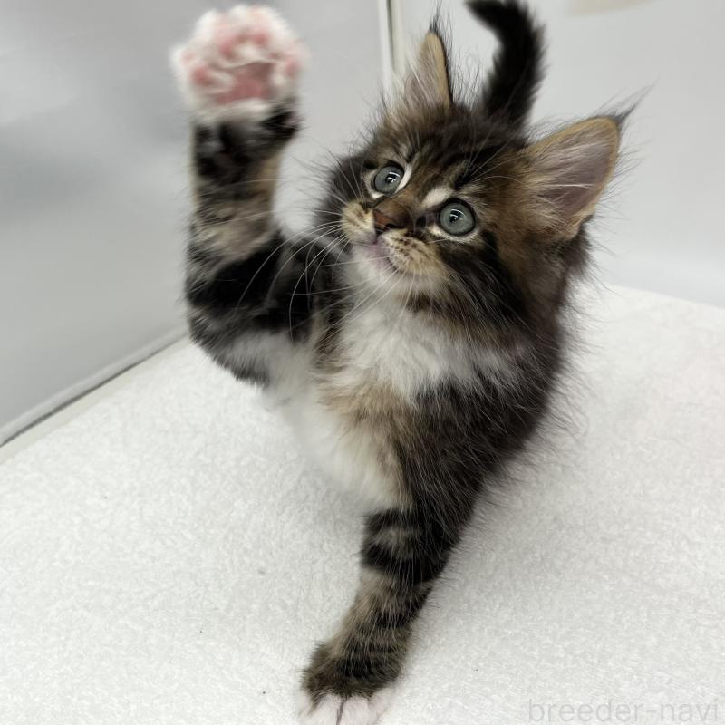 販売中の愛知県のメインクーン-134303の3枚目