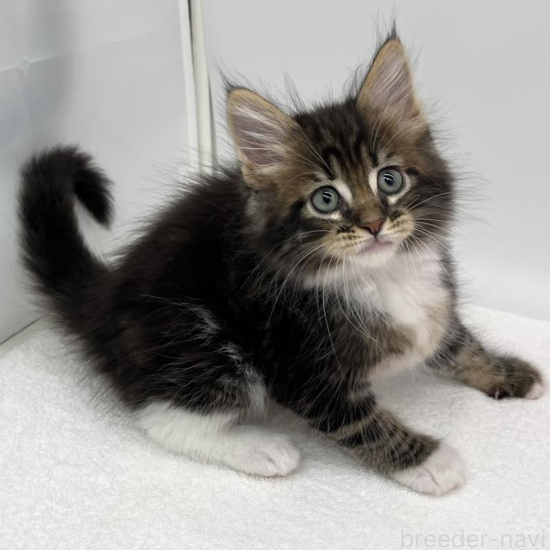 販売中の愛知県のメインクーン-134303の2枚目