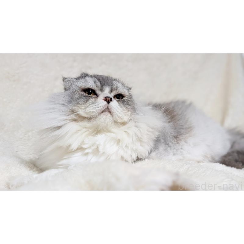 販売中の宮城県のスコティッシュフォールド-80222の5枚目