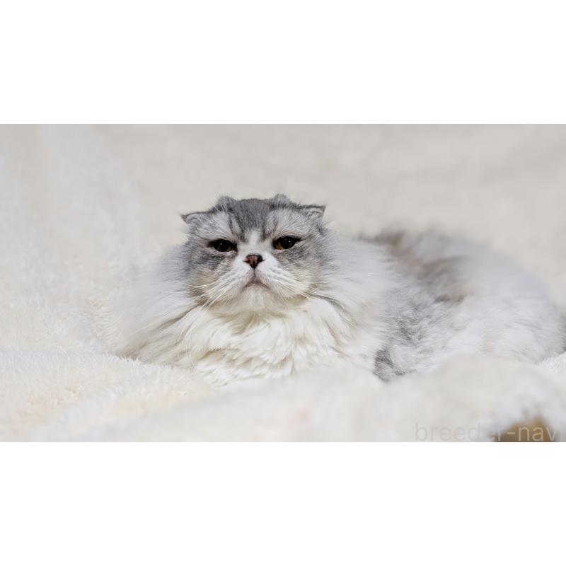 販売中の宮城県のスコティッシュフォールド-80222の4枚目