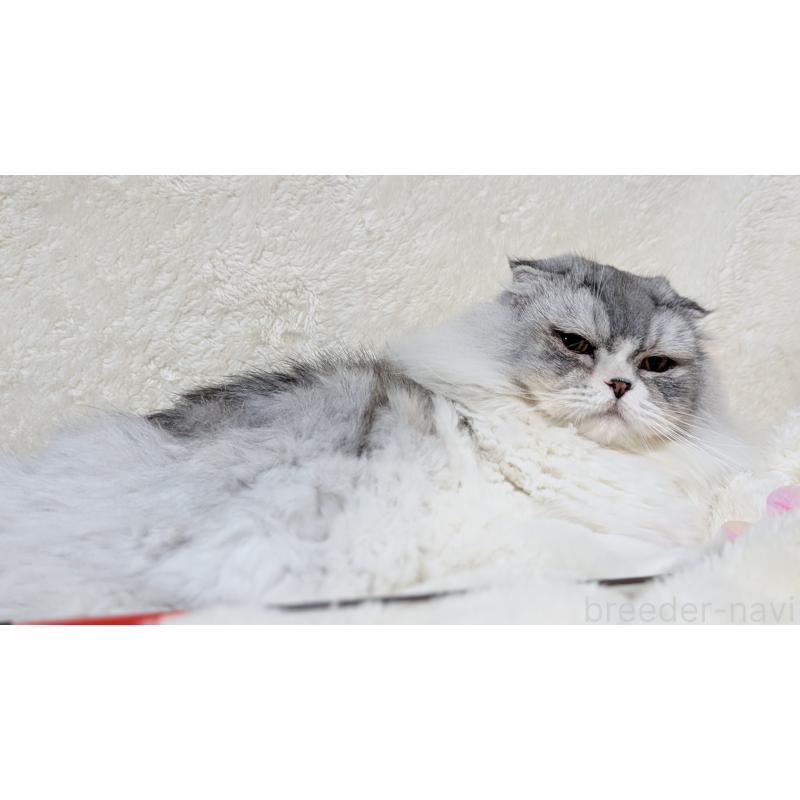 販売中の宮城県のスコティッシュフォールド-80222の2枚目