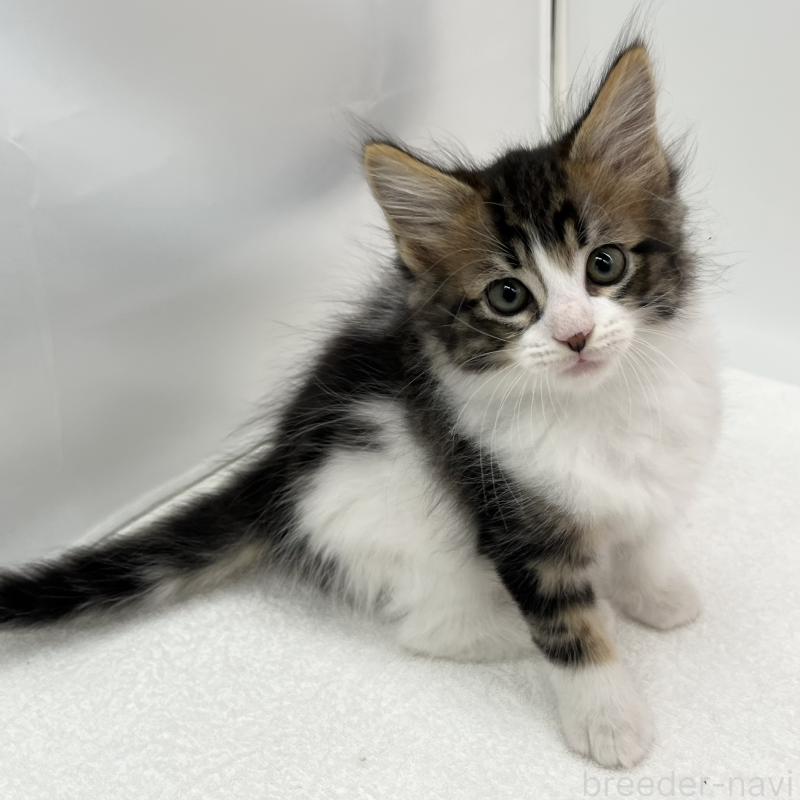 販売中の愛知県のメインクーン-134305の5枚目