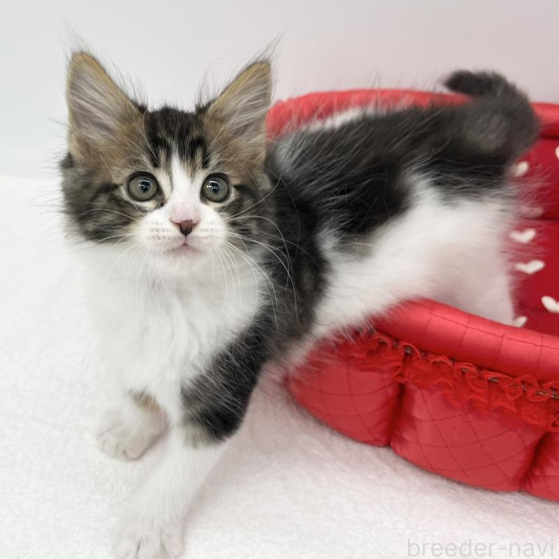 販売中の愛知県のメインクーン-134305の4枚目