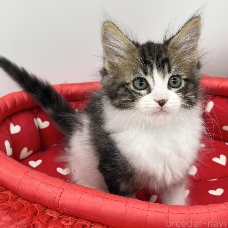 販売中の愛知県のメインクーン-134305の3枚目