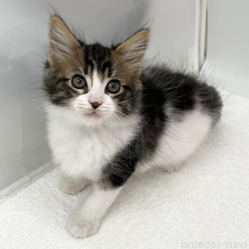 販売中の愛知県のメインクーン-134305の2枚目